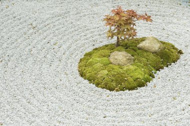 Japon zen bahçesi, bitki, tırmıklanmış kumdaki taş