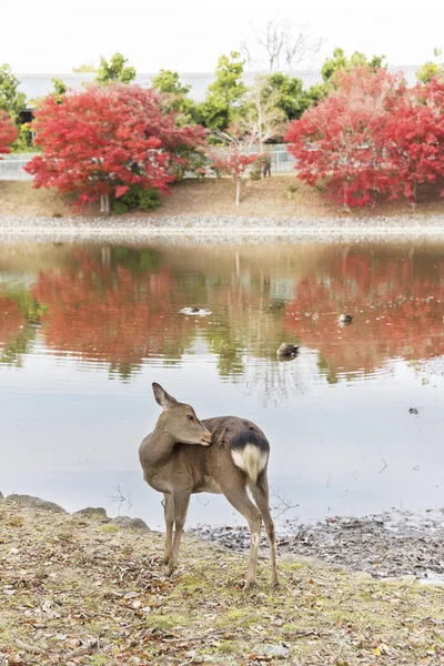 Japonya Nara Geyik Geyik Tanrı Nın Ilahi Gücüdür — Stok fotoğraf