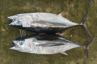 Dev ton balığı Katsuura balık pazarında satıyor, Wakayama, Ja