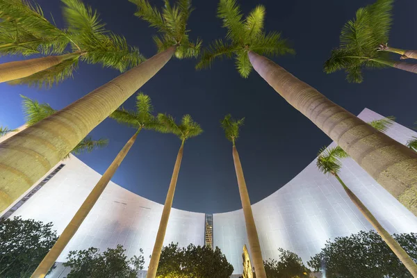 Palm tree in public park in Hong Kong city at night