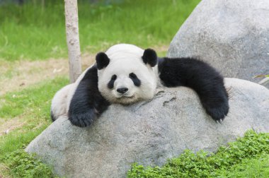 panda ayı uyku