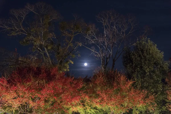 Місяць над ліс — стокове фото