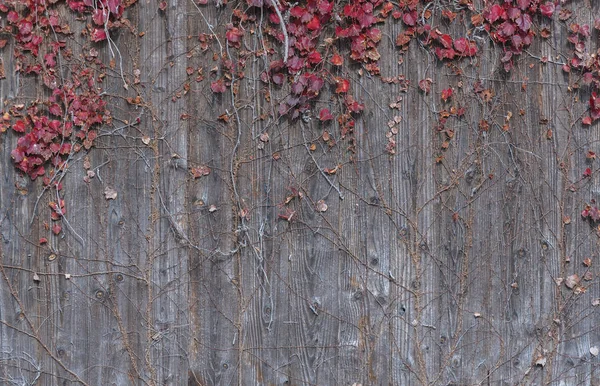Efeu am Holzzaun im Herbst — Stockfoto