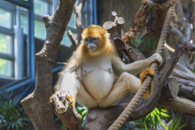 Çin'in eşsiz değerli hayvanlar, Altın Snub burunlu Monkey / Gergedan
