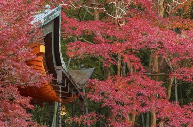 Kyoto'da tarihi mimari ve kırmızı akçaağaç yapraklarının ayrıntıları