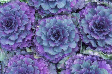 çiçek bahçesinde bitki brassica oleracea acephala