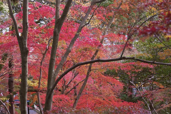 Foglie di acero rosso nella foresta di Kyoto, Giappone nella stagione autunnale — Foto Stock