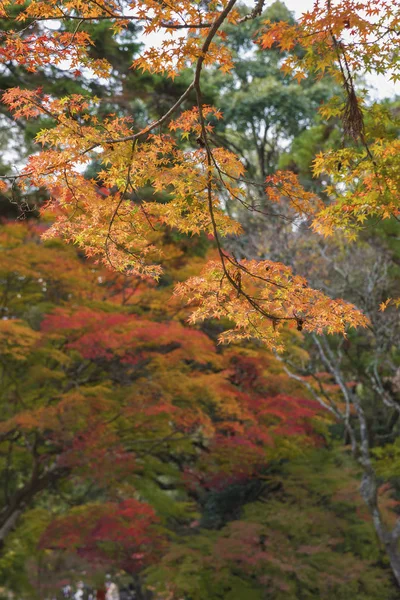 단풍나무 잎으로 뒤덮인 가을 숲 풍경 — 스톡 사진