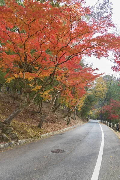 Route de campagne en forêt automnale à Nara, Japon — Photo