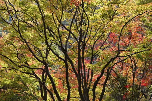 Otoño bosque paisaje con hojas de arce fondo — Foto de Stock