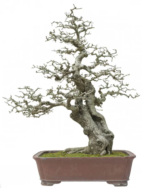 Pino Bonsai Isolato Sfondo Bianco — Foto Stock