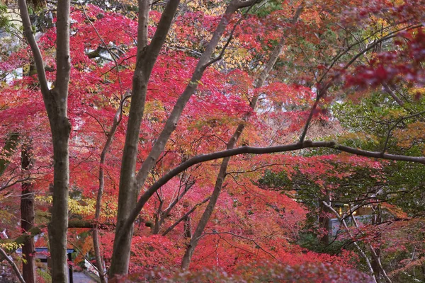 Red maple leaves in forest in Kyoto, Japan in Autumn season — Stock Photo, Image