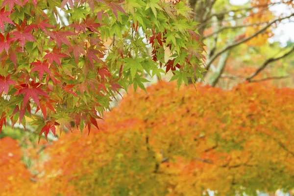 가 단풍 아름 다운 자연 bokeh 배경 장식 — 스톡 사진