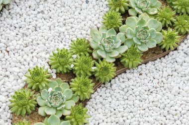 Agav sulu bitkiyakın. Doğal arka plan