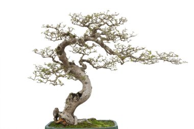 Bonsai çam ağacı. Beyaz arkaplanda izole