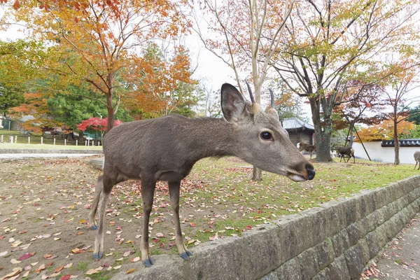 Ciervo en Nara, Japón en temporada de otoño. Ciervo es apreciado como una fuerza divina de Dios —  Fotos de Stock