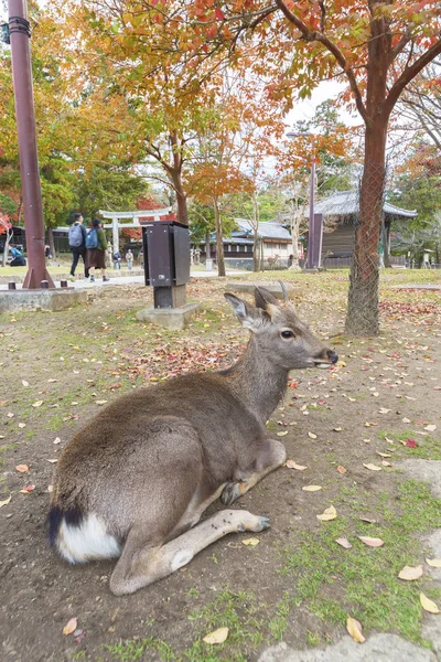 Nara Geyik, Sonbahar sezonunda Japonya. Geyik, Tanrı'nın ilahi gücü olarak değer lenir. — Stok fotoğraf