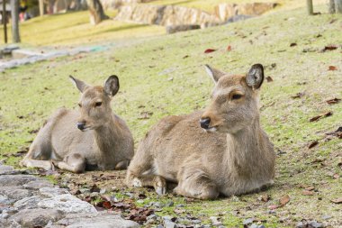 Nara Geyik, Sonbahar sezonunda Japonya. Geyik, Tanrı'nın ilahi gücü olarak değer lenir.