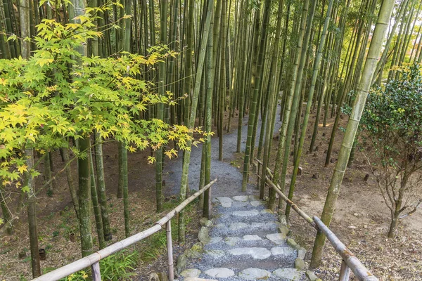 Sentier dans la forêt de bambous à Kyoto, Japon — Photo