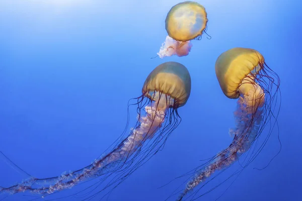 Μέδουσες Πορτοκαλιού Chrysaora Fuscescens Τσουκνίδα Ειρηνικού Γαλαζοπράσινα Νερά — Φωτογραφία Αρχείου