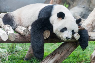 Uyuyan dev bir panda.