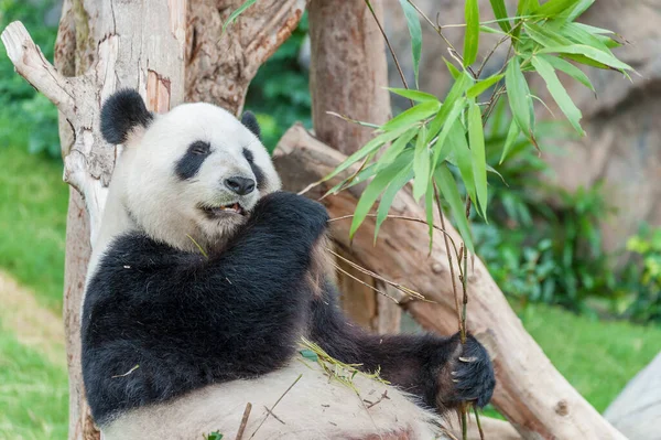 Giant panda bear eating bamboo leaf