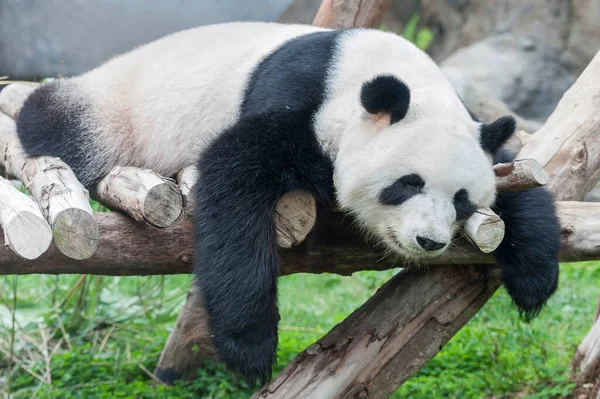 Oso Panda Gigante Dormido — Foto de Stock