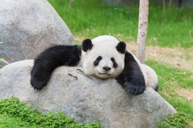 Sevimli dev panda kayanın üstünde uyuyor.