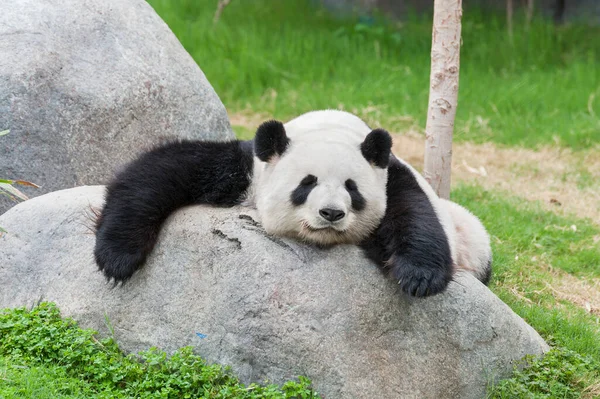 Roztomilý Obří Panda Medvěd Spí Skále — Stock fotografie