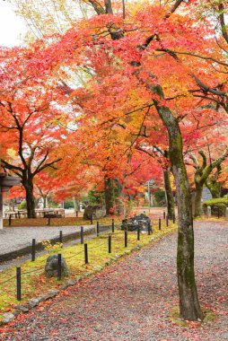 Japonya, Kyoto 'daki kırmızı akçaağaç. Sonbahar sezonu arkaplanı