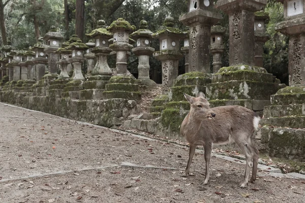 Herten Kasuga Grand Shrine Nara Japan Herten Worden Gekoesterd Als — Stockfoto