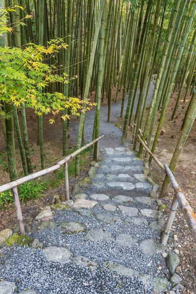 Sentier Dans Forêt Bambous Kyoto Japon — Photo