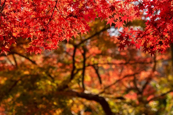 Red Maple Leaves Autumn Season Natural Background — Stock Photo, Image