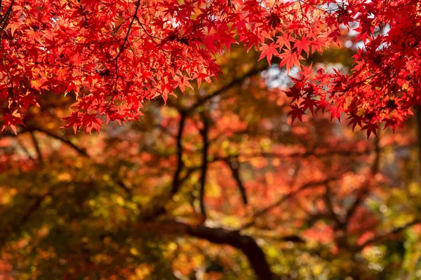 Hojas Arce Rojo Temporada Otoño Fondo Natural — Foto de Stock