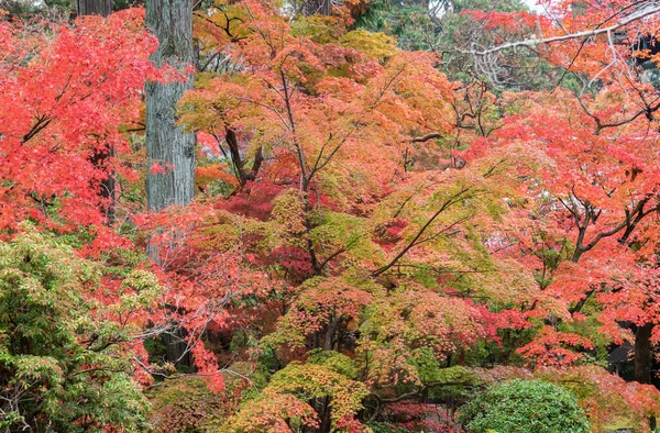 가을에 단풍나무 자연적 — 스톡 사진