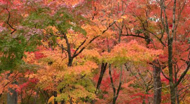 Kyoto, Japonya 'nın sonbahar mevsiminde cennet manzarası