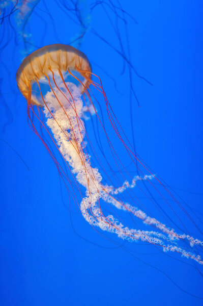 Orange jellyfish (Chrysaora fuscescens or Pacific sea nettle) in blue ocean water