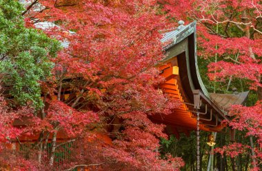 Japonya 'nın sonbahar mevsiminde Kyoto kentindeki tarihi mimari ve kırmızı akçaağaç yapraklarının çatısı ayrıntıları