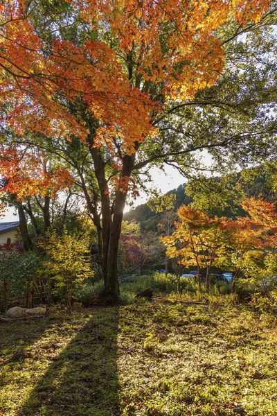 秋には京都の森に紅葉 — ストック写真