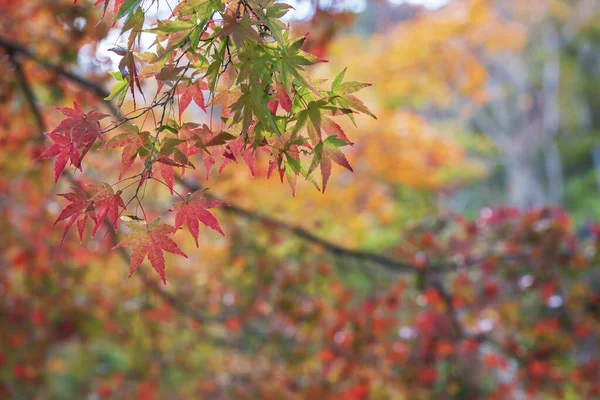 가을이면 교토의 단풍나무 — 스톡 사진