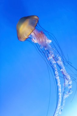 Mavi okyanus suyunda turuncu denizanası (chrysaora fuscescens veya Pacific Sea Isırgan otu)