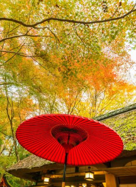 Ormanda kırmızı Japon şemsiyesi. Doğal doğulu arkaplan