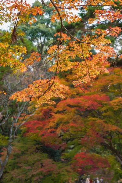 Autumn Forest Landscape Maple Leaves Background — Stock Photo, Image