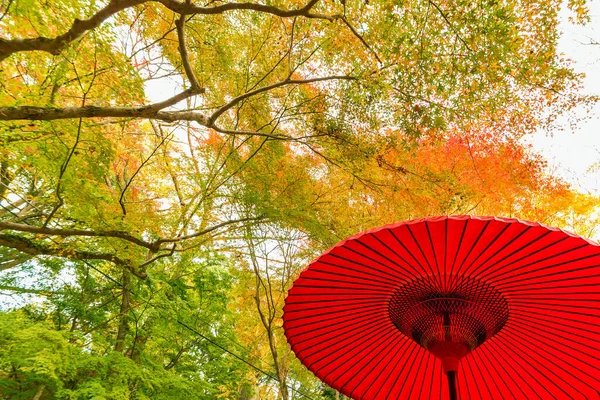 Red Japanese umbrella in forest. Natural oriental background