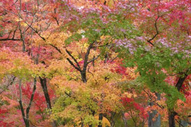 Sonbahar ormanı. Altın yapraklı doğa arkaplanı.
