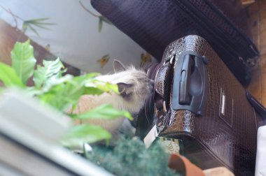 Yerli kedi büyük kahverengi bavul burnunu çekmek.
