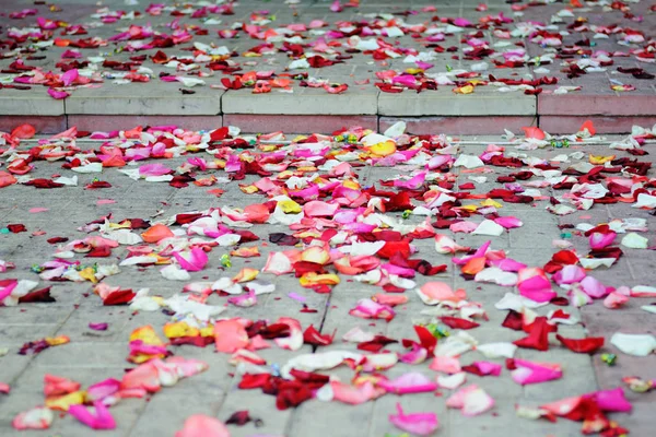 Bunte Rosenblätter Auf Dem Boden — Stockfoto