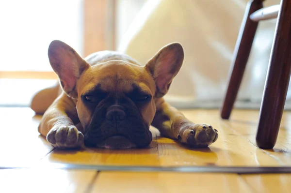 A French bulldog lies on the floor in the house.