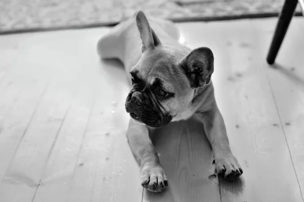 A French bulldog lies on the floor in the house.