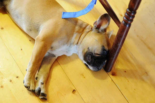 A French bulldog lies on the floor in the house.